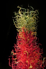 Chihuly glass art